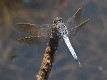 J19_1529 Orthetrum caledonicum male